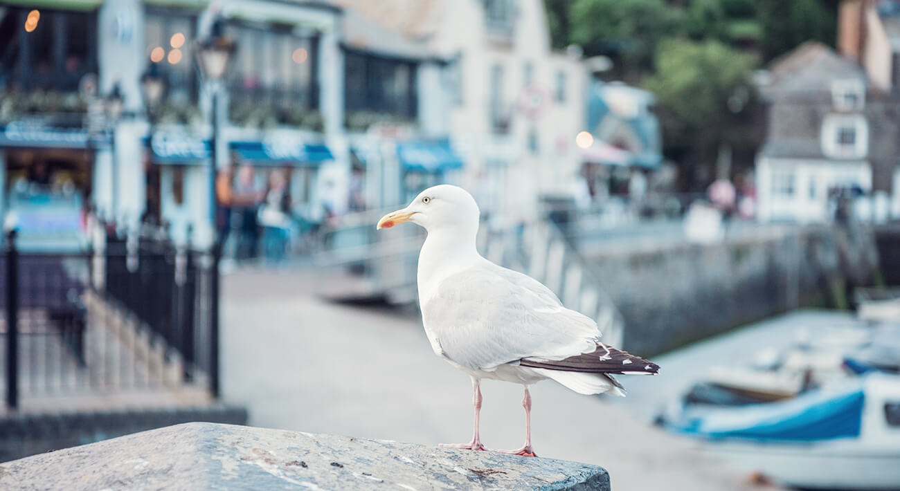 Padstow Apartments, Cornwall