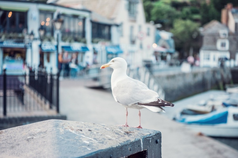 Four Places to Eat in Padstow After a Short Ferry Ride