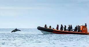 Padstow Boat Trips - Lets get on the water